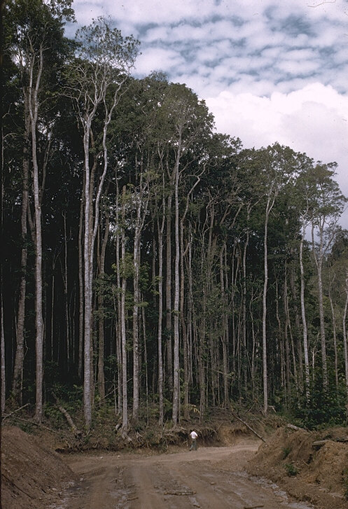 Rainforest ecologist Geoff Tracey at the edge of vine forest on the Atherton Tableland, north Queensland, November 1954 — homeland of the Mbabaram people