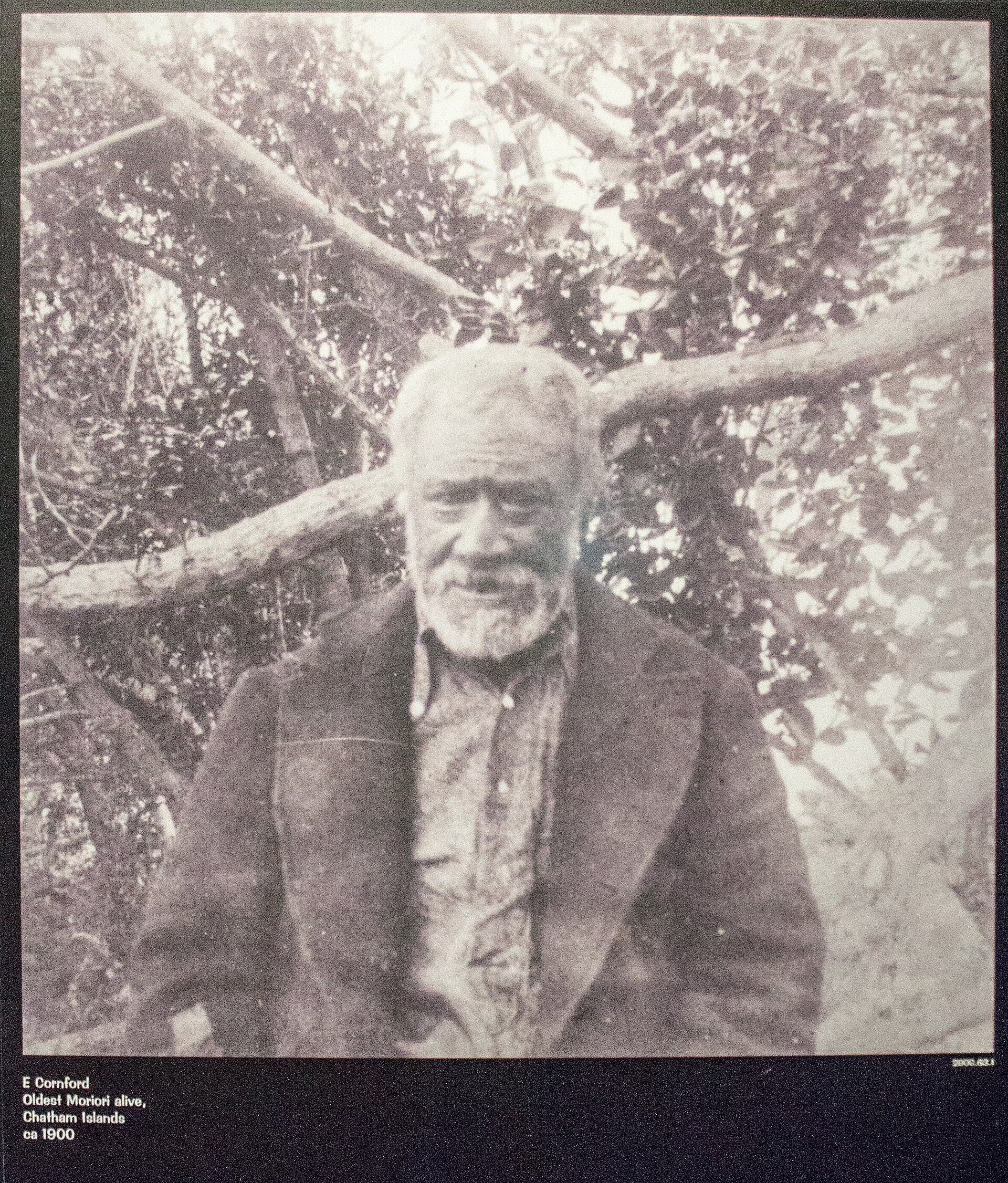 Portrait photograph of a Moriori man, Chatham Islands, c. 1900, Canterbury Museum
